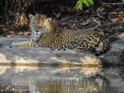 População de onças-pintadas reduziu 30% em 30 anos e estudo monitora animais