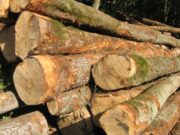 Homem morre esmagado por tora de madeira em serraria