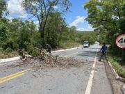 Trecho da MT-251 será interditado para retirada de árvore