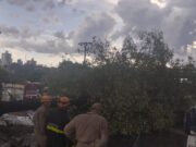 Cinco pontos da Capital tiveram arvores caídas devido à chuva