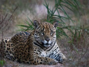 Biólogo estuda e monitora 40 onças-pintadas em 4 áreas