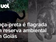 Onça-preta é flagrada ‘passeando’ em reserva ambiental em Goiás; veja