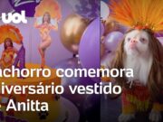 Cachorro tem festa de aniversário com tema ‘Ensaios da Anitta’ e veste igual a cantora