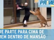 Excentricidade polêmica: tigre tenta agarrar homem dentro de mansão