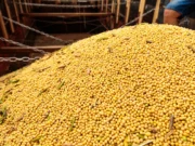 Justiça penhora 1 milhão de sacas de soja de empresa com dívidas tributárias em MT