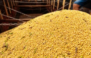 Justiça penhora 1 milhão de sacas de soja de empresa com dívidas tributárias em MT