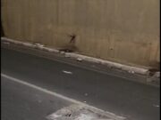 P E R I GO !… na Trincheira do Santa Rosa – Cuiabá-MT