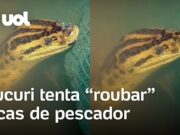 Vídeo mostra sucuri tenta pegar iscas de pescador em Corumbá (MS); veja