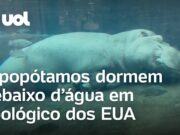 Hipopótamos tiram cochilo debaixo d’água em zoológico dos Estados Unidos