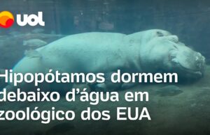 Hipopótamos tiram cochilo debaixo d’água em zoológico dos Estados Unidos