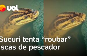 Vídeo mostra sucuri tenta pegar iscas de pescador em Corumbá (MS); veja