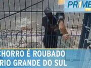Câmera de segurança flagra homem roubando cachorro da raça shitzo no Rio Grande do Sul