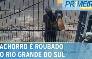 Câmera de segurança flagra homem roubando cachorro da raça shitzo no Rio Grande do Sul