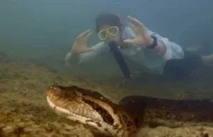 Sucuri-verde de 8 metros é encontrada em rio brasileiro; espécie pode ser a maior do mundo