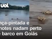 Onça-pintada e filhotes são filmados atravessando em rio em Goiás; veja