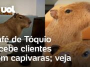 Café com capivaras: cafeteria permite que animais interajam com clientes em Tóquio; veja