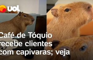 Café com capivaras: cafeteria permite que animais interajam com clientes em Tóquio; veja