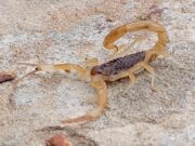 Secretaria de Saúde alerta sobre aumento de acidentes por animais peçonhentos em Cuiabá