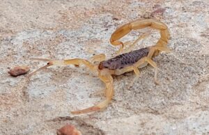 Secretaria de Saúde alerta sobre aumento de acidentes por animais peçonhentos em Cuiabá