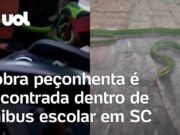 Cobra venenosa é encontrada dentro de ônibus momentos antes do embarque dos alunos; veja