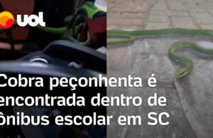 Cobra venenosa é encontrada dentro de ônibus momentos antes do embarque dos alunos; veja