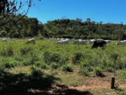 Traficante preso ostentava carrões, gado e vida de luxo nas redes sociais