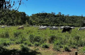 Traficante preso ostentava carrões, gado e vida de luxo nas redes sociais