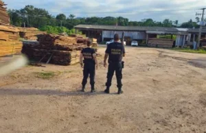 PF bloqueia R$ 1,2 milhão de envolvidos em extração ilegal de madeira