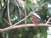 Parque Massairo Okamura recebe evento internacional de observação de aves