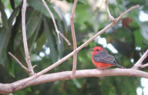 Parque Massairo Okamura recebe evento internacional de observação de aves