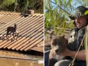 Cão pitbull é resgatado após ficar seis dias ilhado em telhado no Rio Grande do Sul; veja