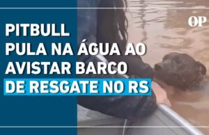 Pitbull pula na água desesperado ao ver o barco de resgate passando; veja