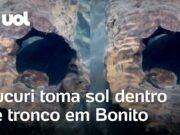 Vídeo flagra sucuri tomando sol dentro de tronco em Bonito (MS); veja