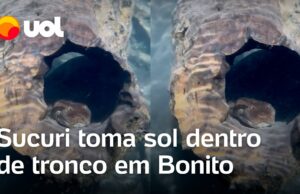 Vídeo flagra sucuri tomando sol dentro de tronco em Bonito (MS); veja