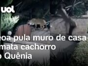 Leoa pula muro de casa, mata cão e foge com corpo do animal no Quênia; veja