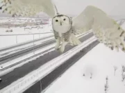 Rara coruja-das-neves é flagrada por câmeras de trânsito no Canadá