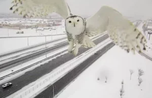Rara coruja-das-neves é flagrada por câmeras de trânsito no Canadá