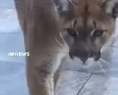 Mulher encontra um Puma na porta de casa enquanto gatinho defende território; veja