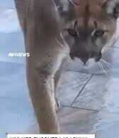 Mulher encontra um Puma na porta de casa enquanto gatinho defende território; veja