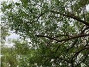 ‘Lei da fome e da miséria’, pontua pescador sobre Lei da Pesca