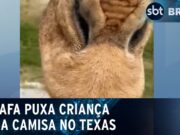 Girafa “rouba” criança durante passeio nos Estados Unidos; veja