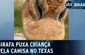 Girafa “rouba” criança durante passeio nos Estados Unidos; veja