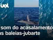 Ouça o som de baleias-jubarte, registrado pela primeira vez no Rio de Janeiro