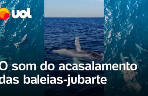 Ouça o som de baleias-jubarte, registrado pela primeira vez no Rio de Janeiro