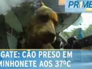 EUA: Cão é deixado em cabine de caminhonete enquanto donos vão à praia; veja