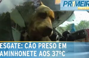 EUA: Cão é deixado em cabine de caminhonete enquanto donos vão à praia; veja