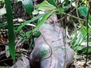 Mulher é morta ao ser engolida por píton de cinco metros na Indonésia; veja