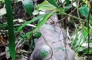 Mulher é morta ao ser engolida por píton de cinco metros na Indonésia; veja