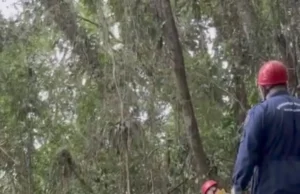 Vídeo mostra local em que avião caiu e destroços em Santa Catarina; VEJA