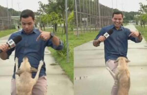 Vira-lata caramelo ‘invade’ reportagem ao vivo e morde fios da transmissão; veja
